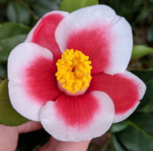 Camellia japonica 'Tama No Ura'