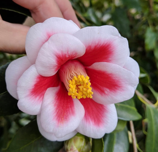 Camellia japonica 'Tama Peacock'