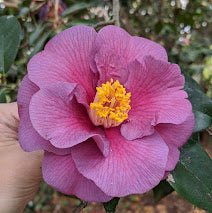 Camellia japonica 'Princess Lavender'