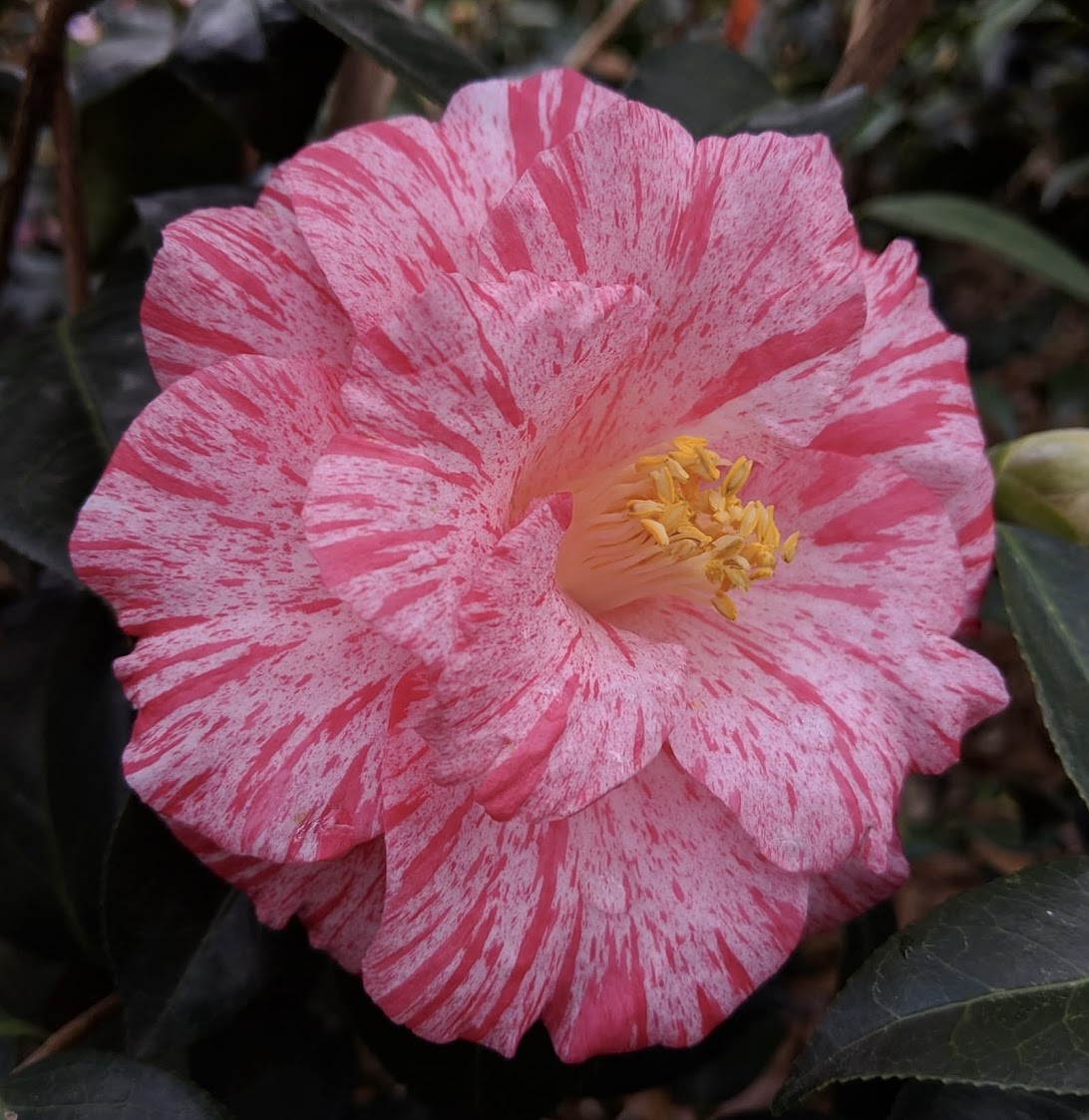 Camellia japonica 'Anita'