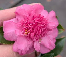 Camellia sasanqua 'Boiro'