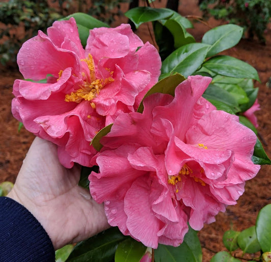 Camellia japonica 'Flossie Goodson'
