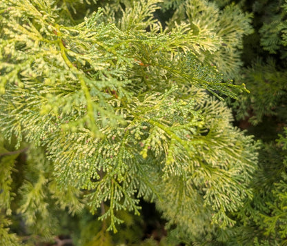 Chamaecyparis obtusa 'Special Variegated'