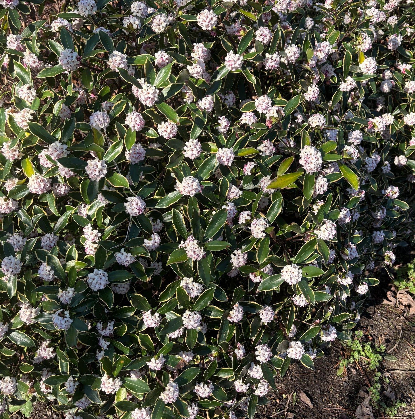 Daphne odora 'Variegata'