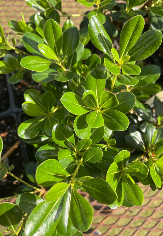 Pittosporum tobira 'Tall N Tough'