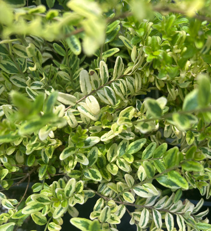 Lonicera nitida 'Lemon Beauty'