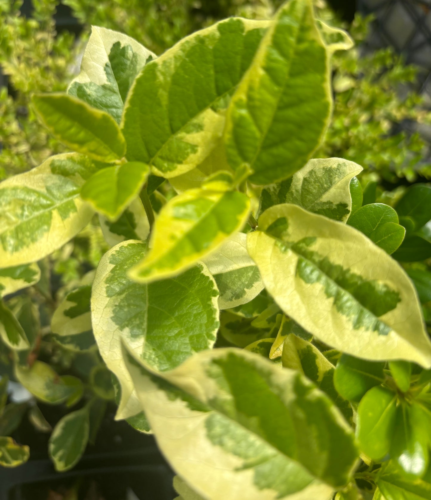 Viburnum tinus 'Variegatum'