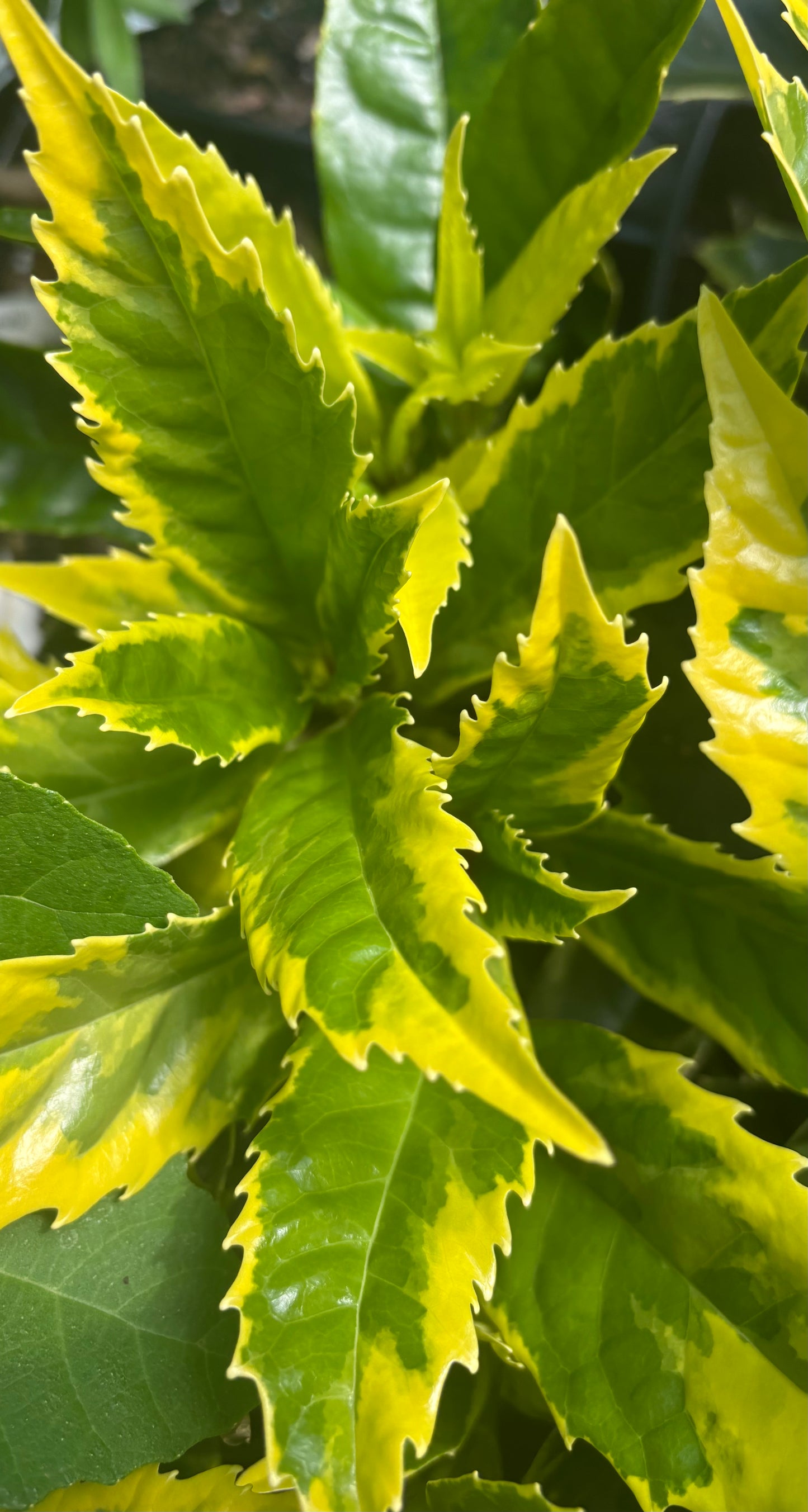 Aucuba japonica 'Moonlight'