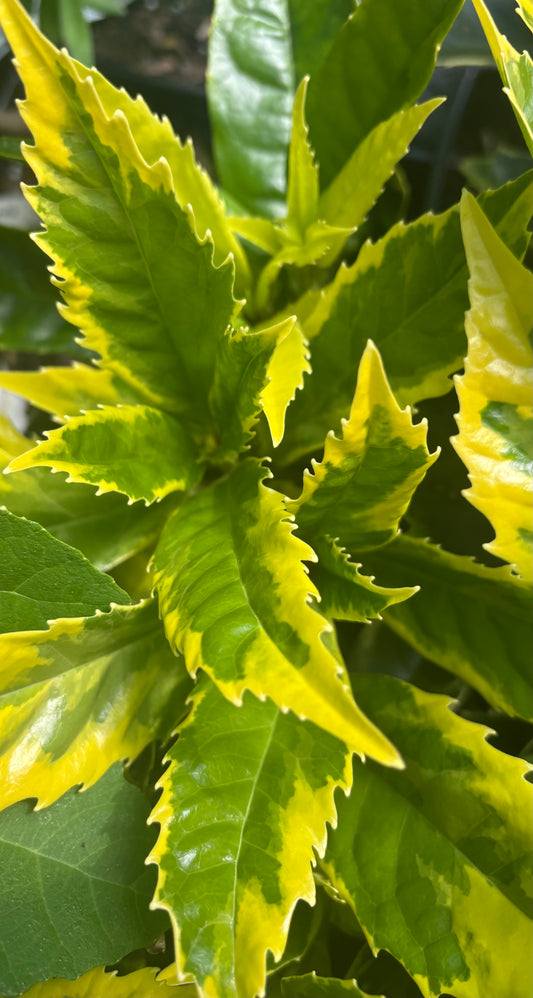 Aucuba japonica 'Moonlight'