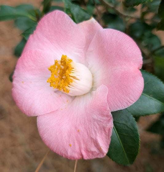 Camellia japonica 'Sunny Side'
