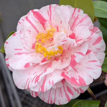 Camellia japonica 'Elizabeth Holmes'