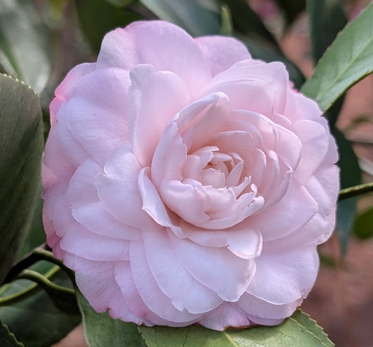 Camellia japonica 'Something Beautiful'
