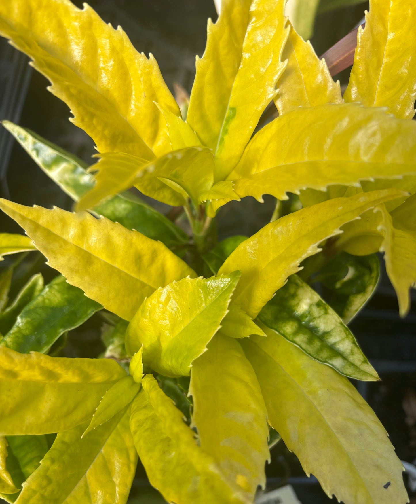 Aucuba japonica 'Moonlight' (solid gold sport)