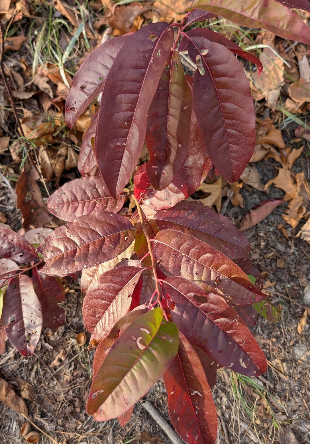 Oxydendrum arboreum