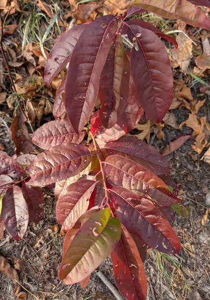 Oxydendrum arboreum