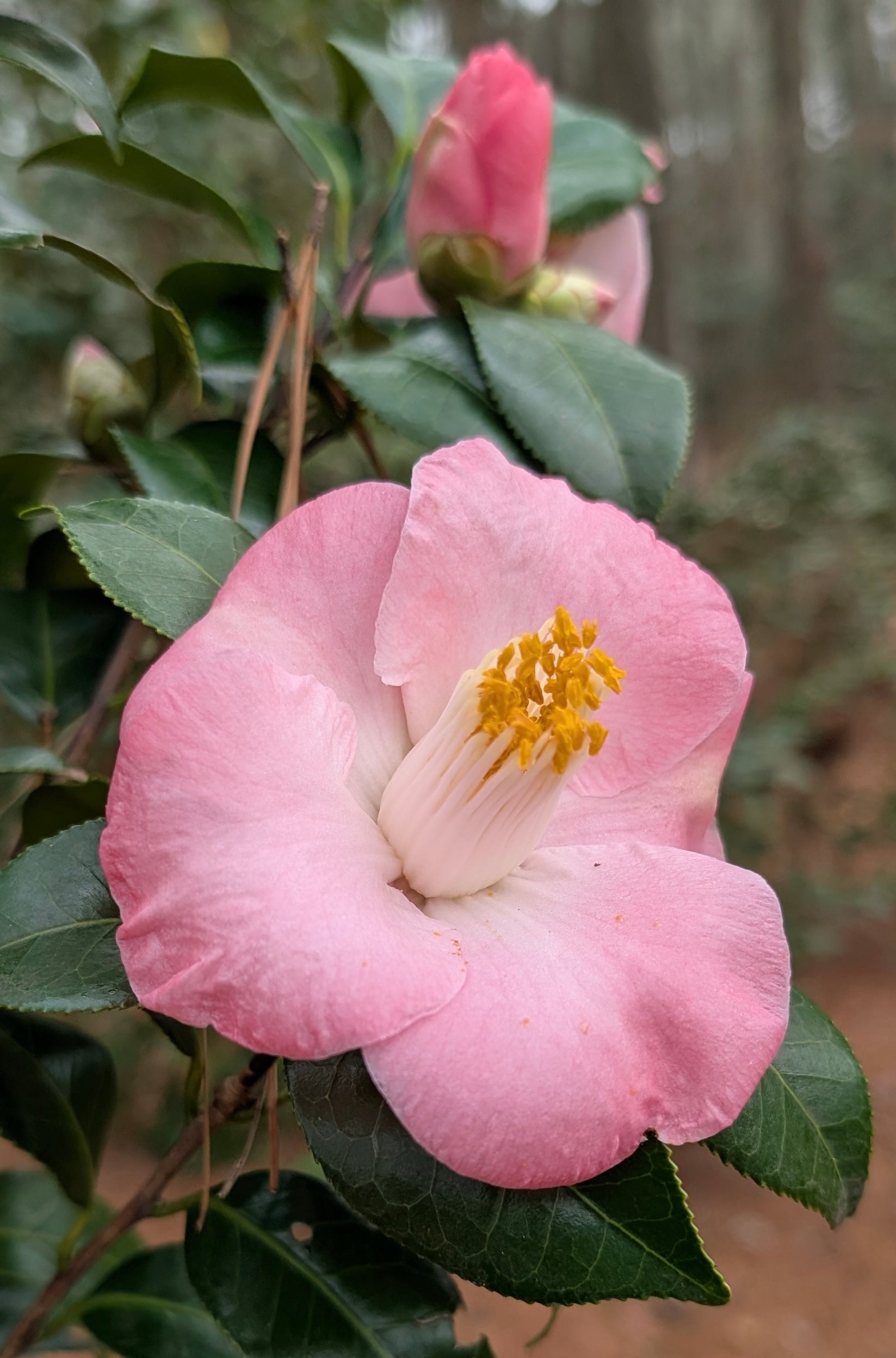 Camellia japonica 'Sunny Side' – Garden Treasures Nursery