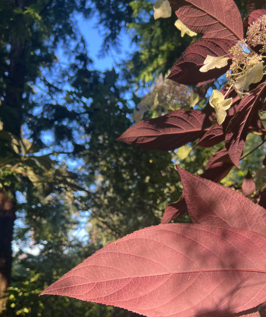 Hydrangea aspera "Purple Leaf"