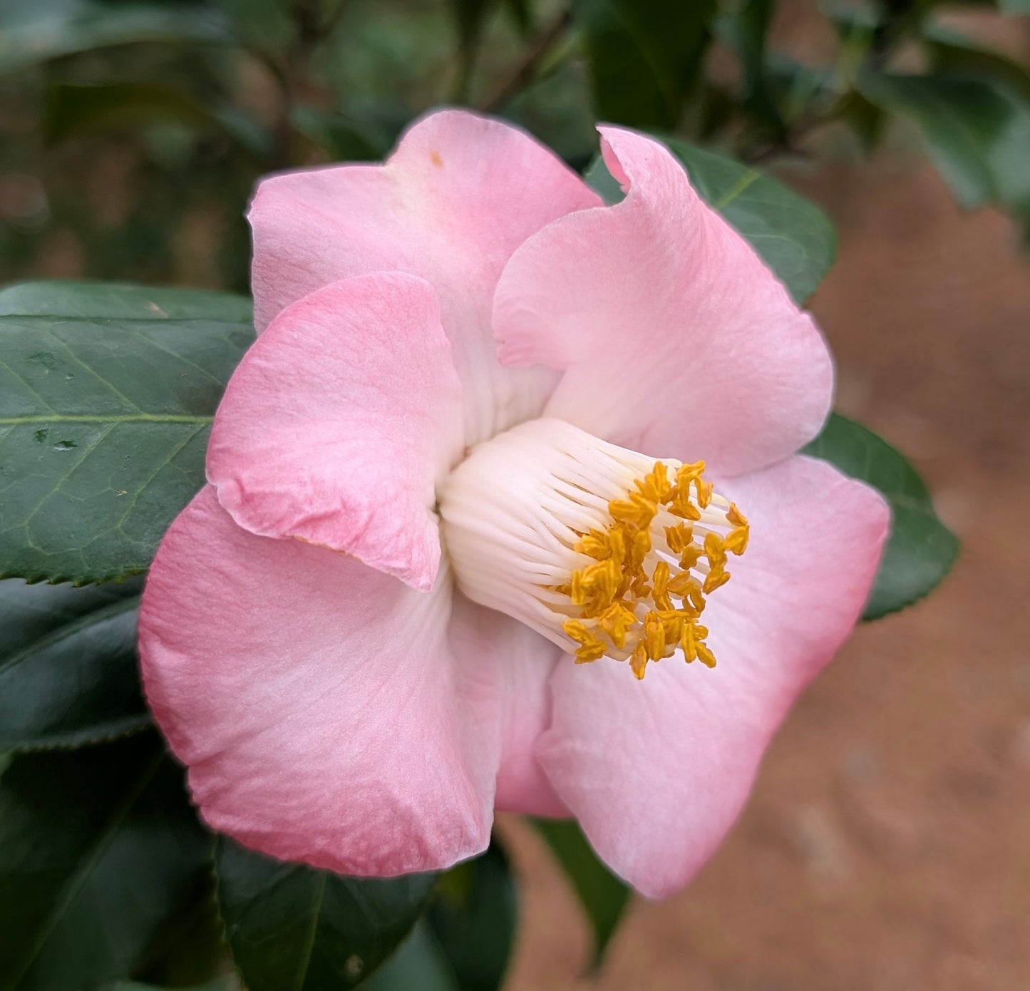 Camellia japonica 'Sunny Side'