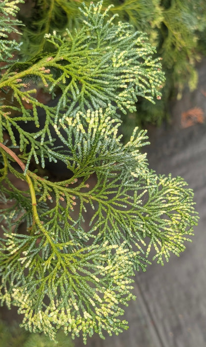 Chamaecyparis obtusa 'Special Variegated'