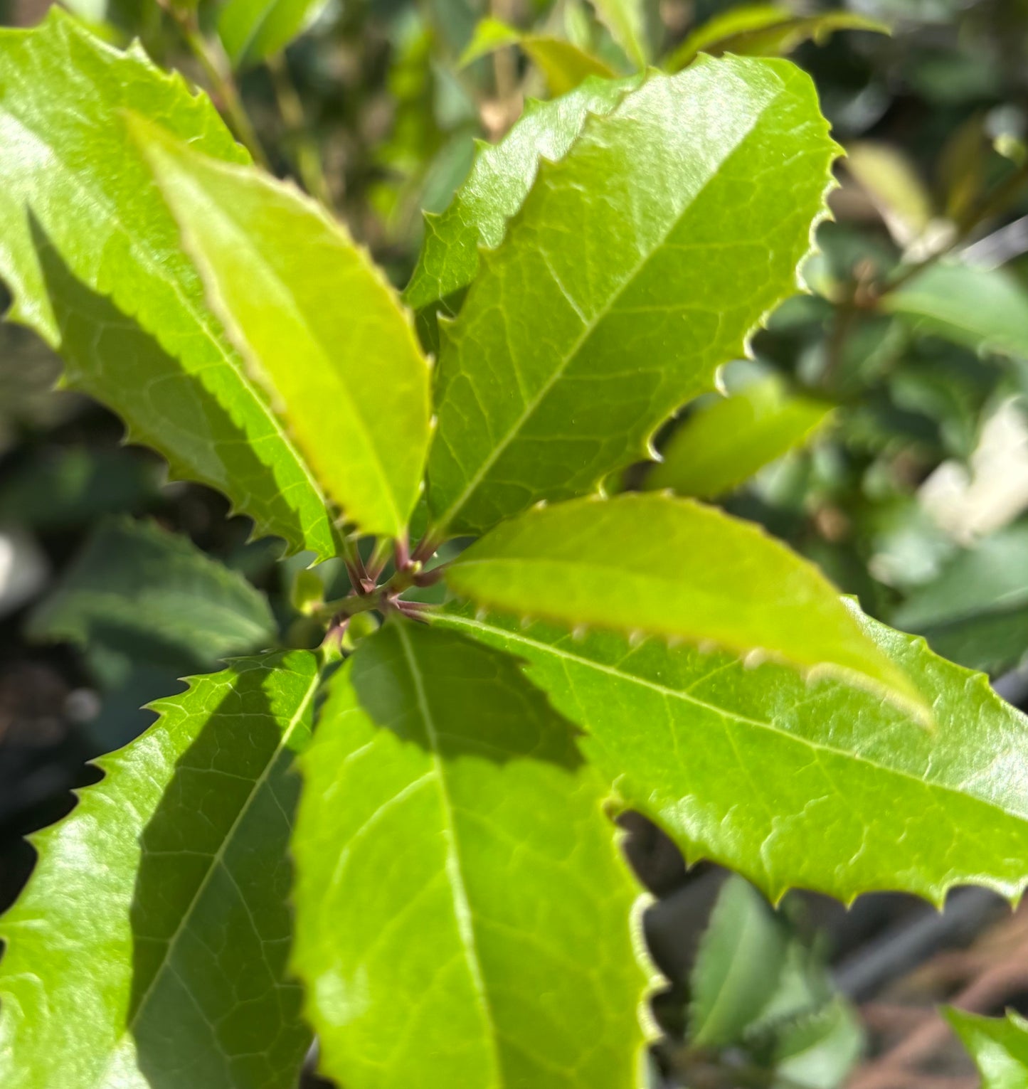 Osmanthus x fortunei Fruitlandii