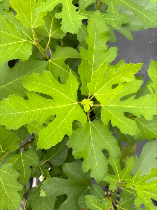 Ficus carica 'Chicago Hardy'