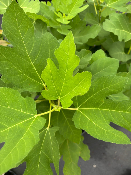 Ficus carica 'Lattarula'