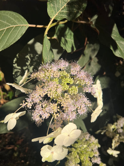 Hydrangea aspera "Purple Leaf"