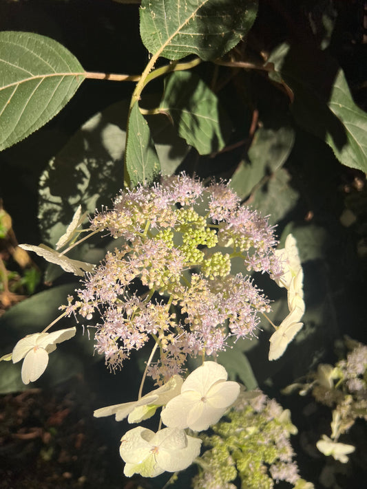 Hydrangea aspera "Purple Leaf"