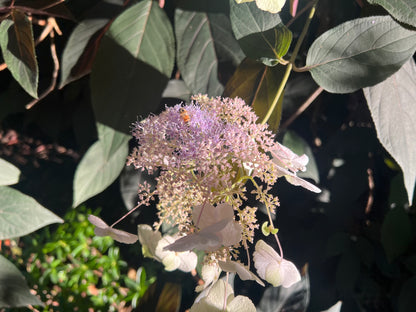Hydrangea aspera "Purple Leaf"