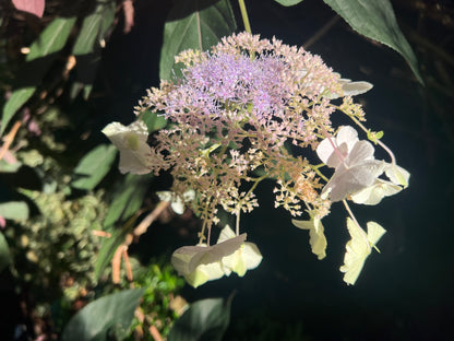 Hydrangea aspera "Purple Leaf"