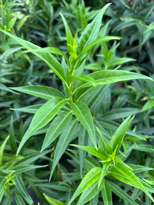 Sarcococca saligna