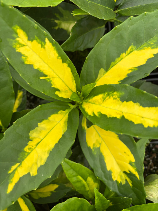 Aucuba japonica 'Shugetsu'