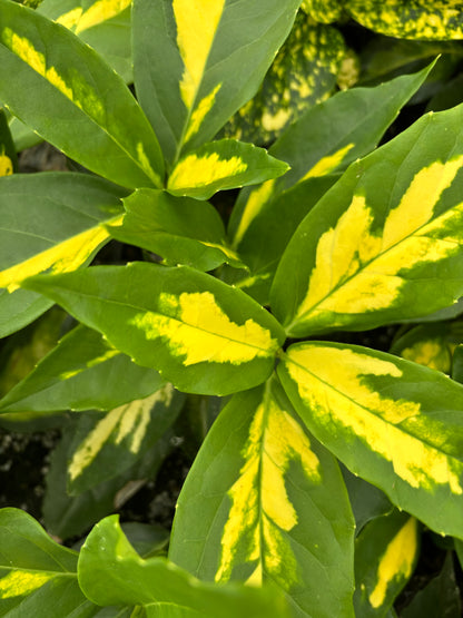 Aucuba japonica 'Shugetsu'
