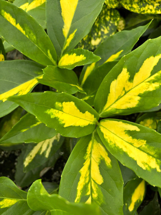 Aucuba japonica 'Shugetsu'