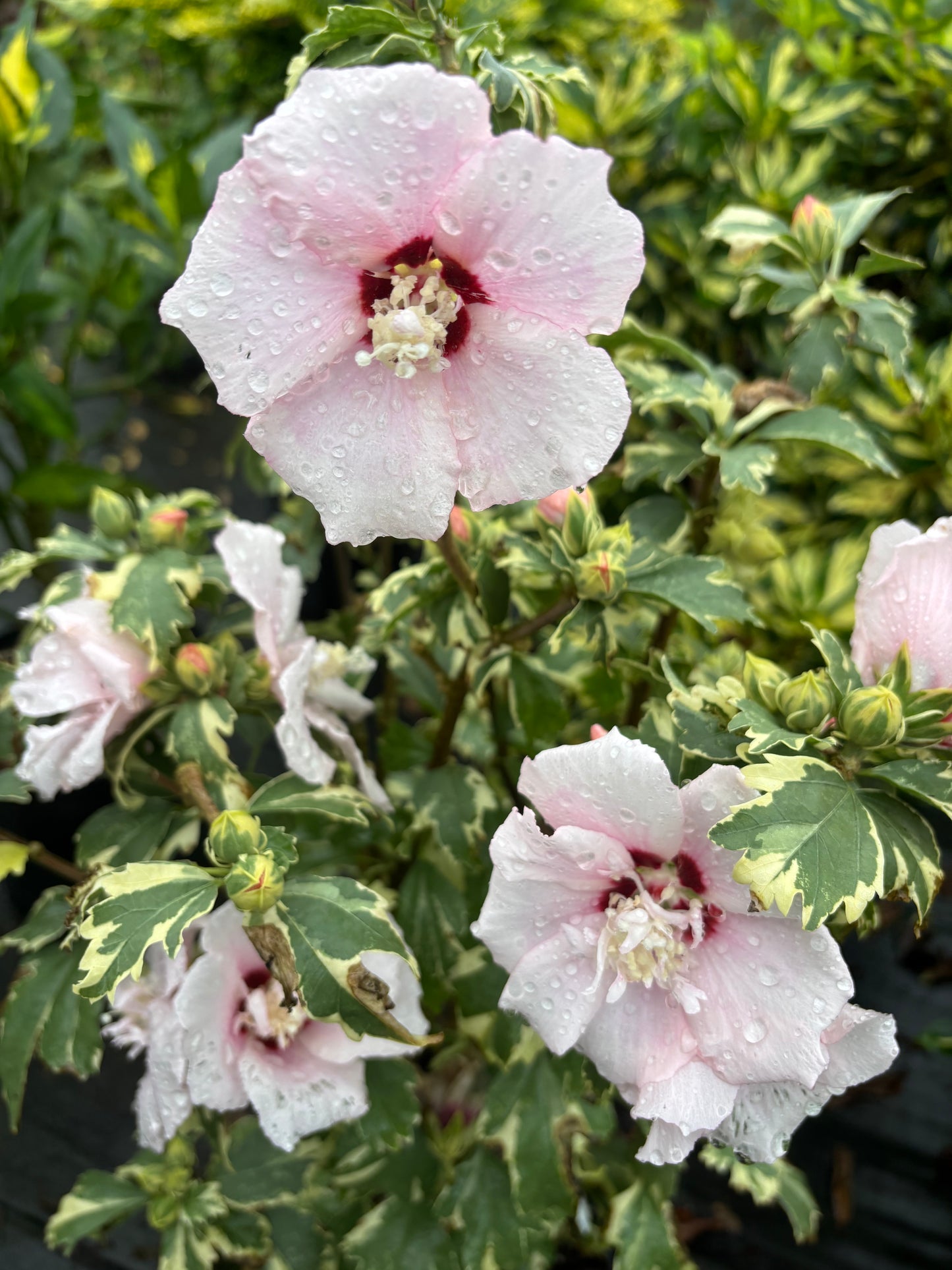 Hibiscus syriacus 'Miss Julene'
