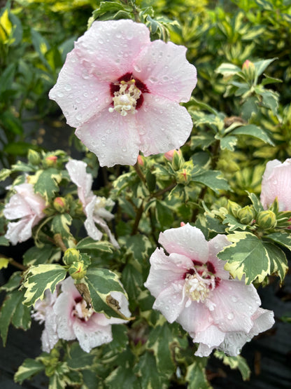 Hibiscus syriacus 'Miss Julene'