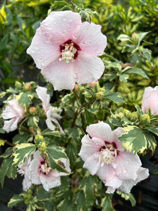 Hibiscus syriacus 'Miss Julene'