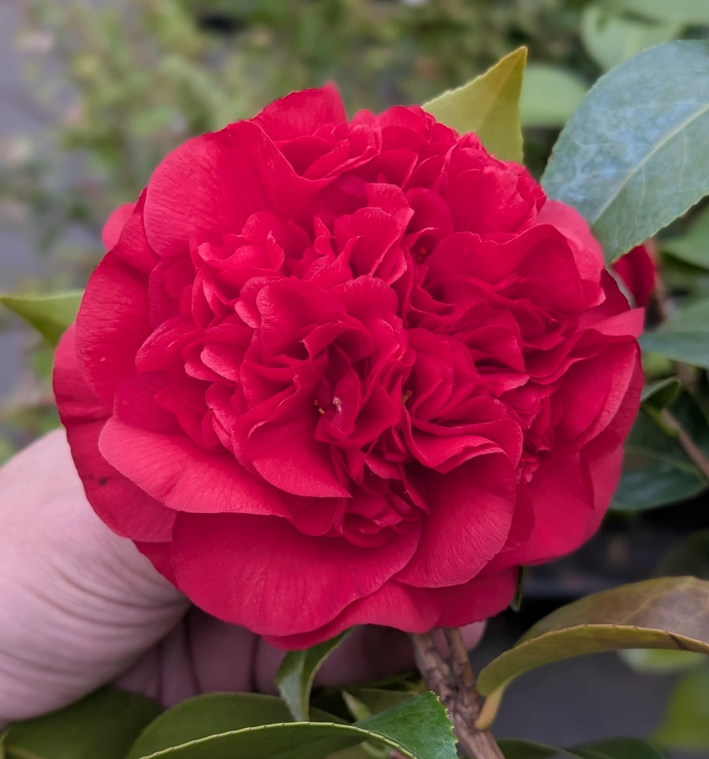 Camellia japonica 'Like Sargent' var.