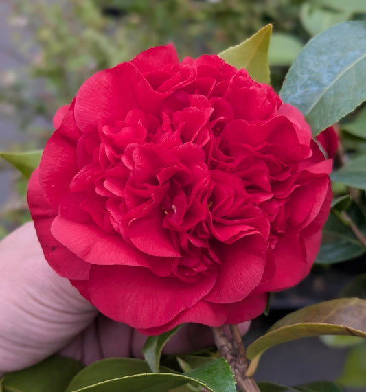 Camellia japonica 'Like Sargent' var.