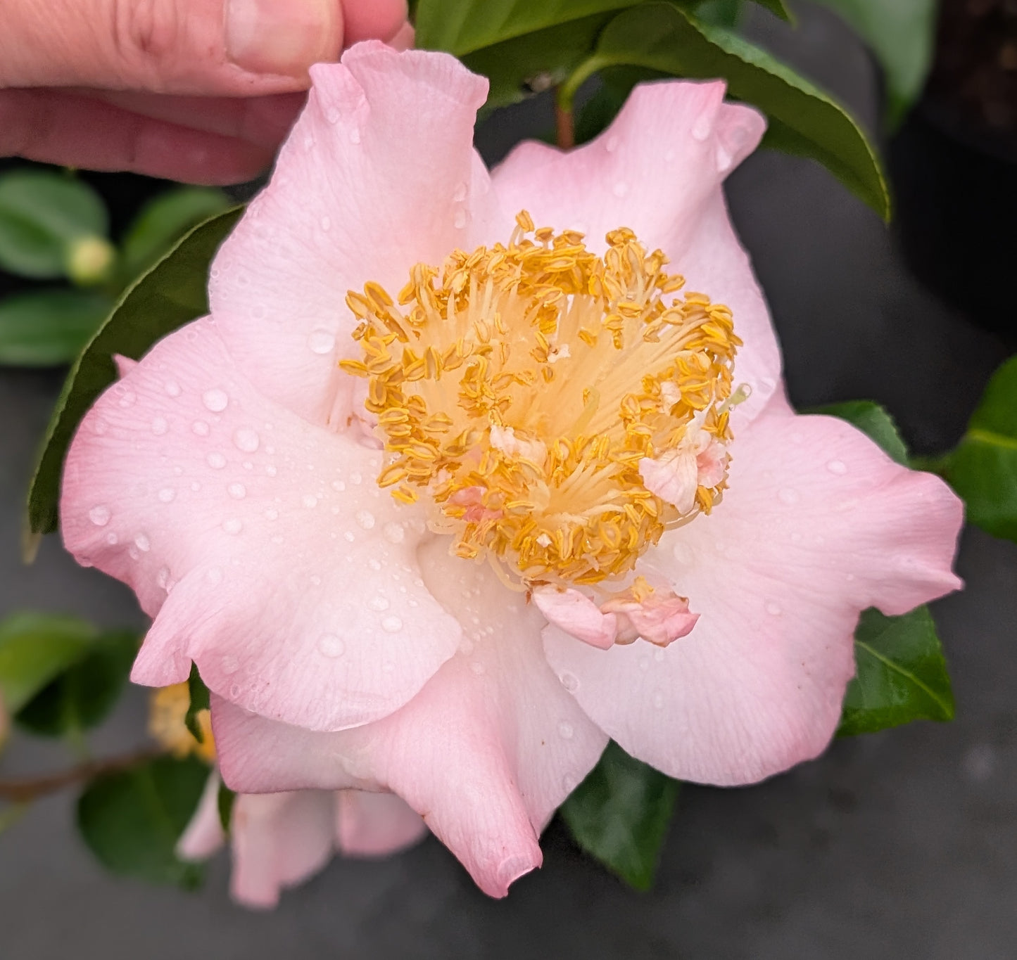 Camellia 'Touch of Pink'