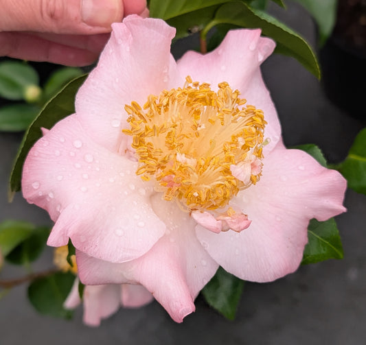 Camellia 'Touch of Pink'