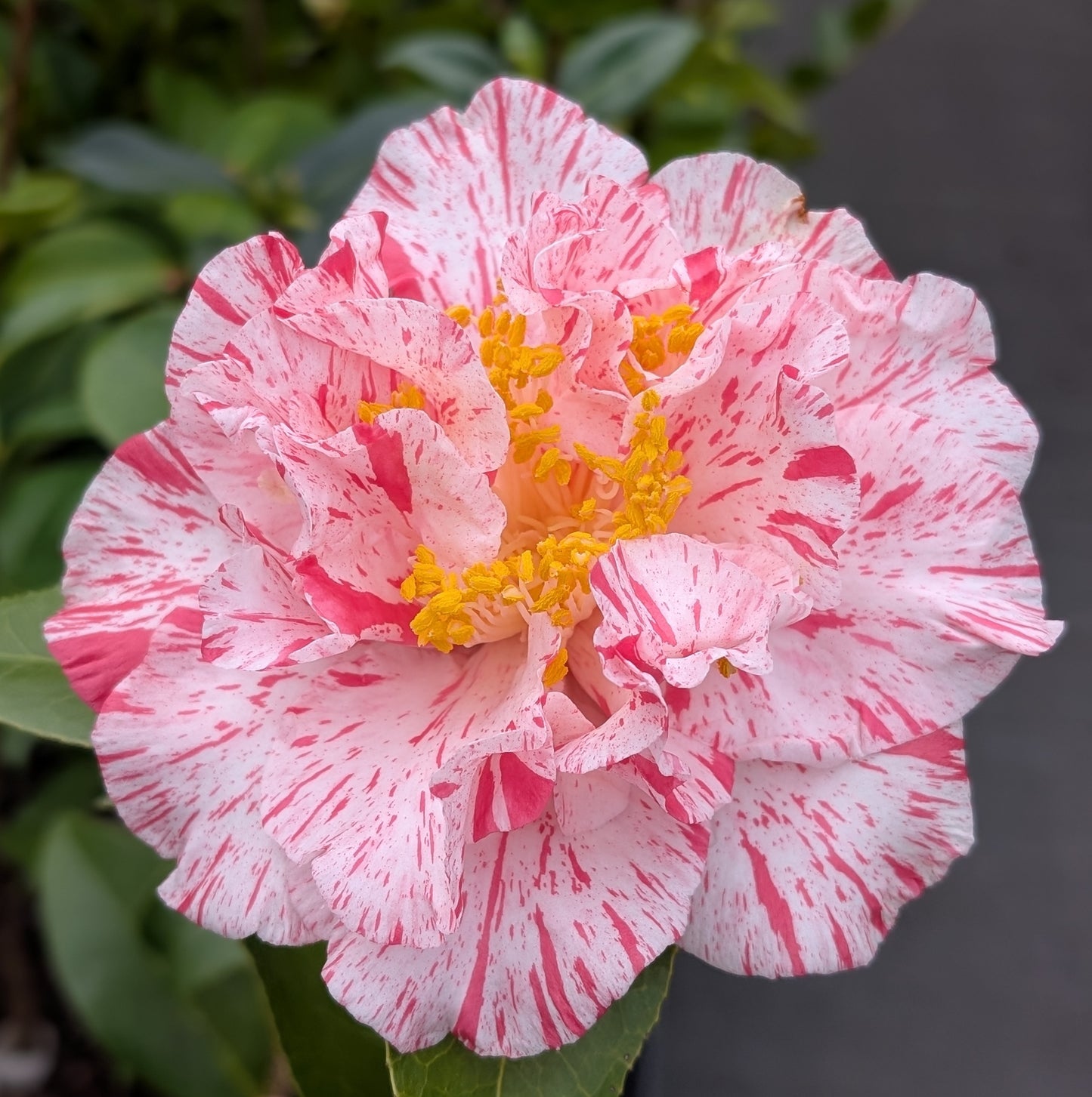 Camellia japonica 'Skyrocket'