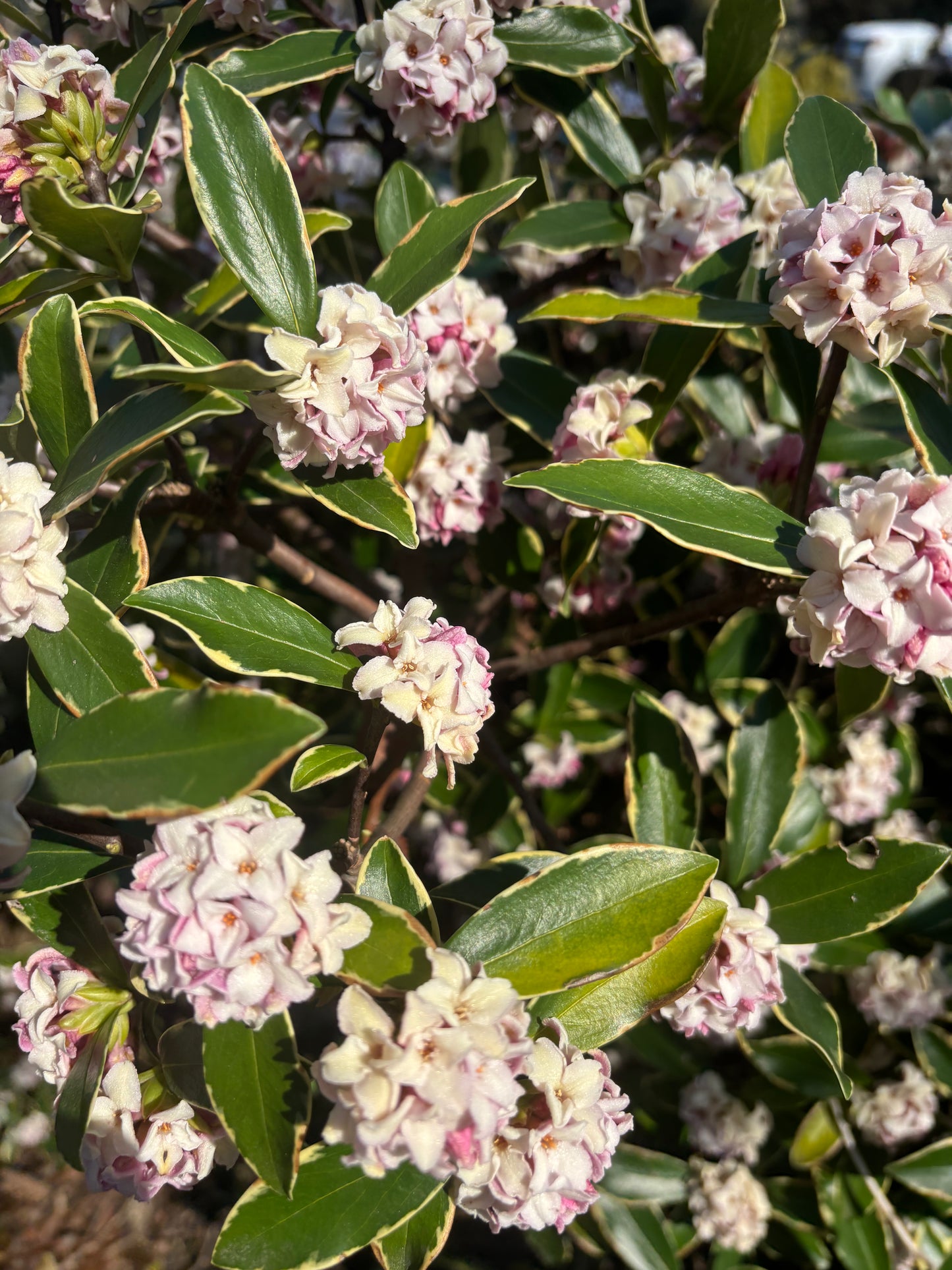 Daphne odora 'Variegata'
