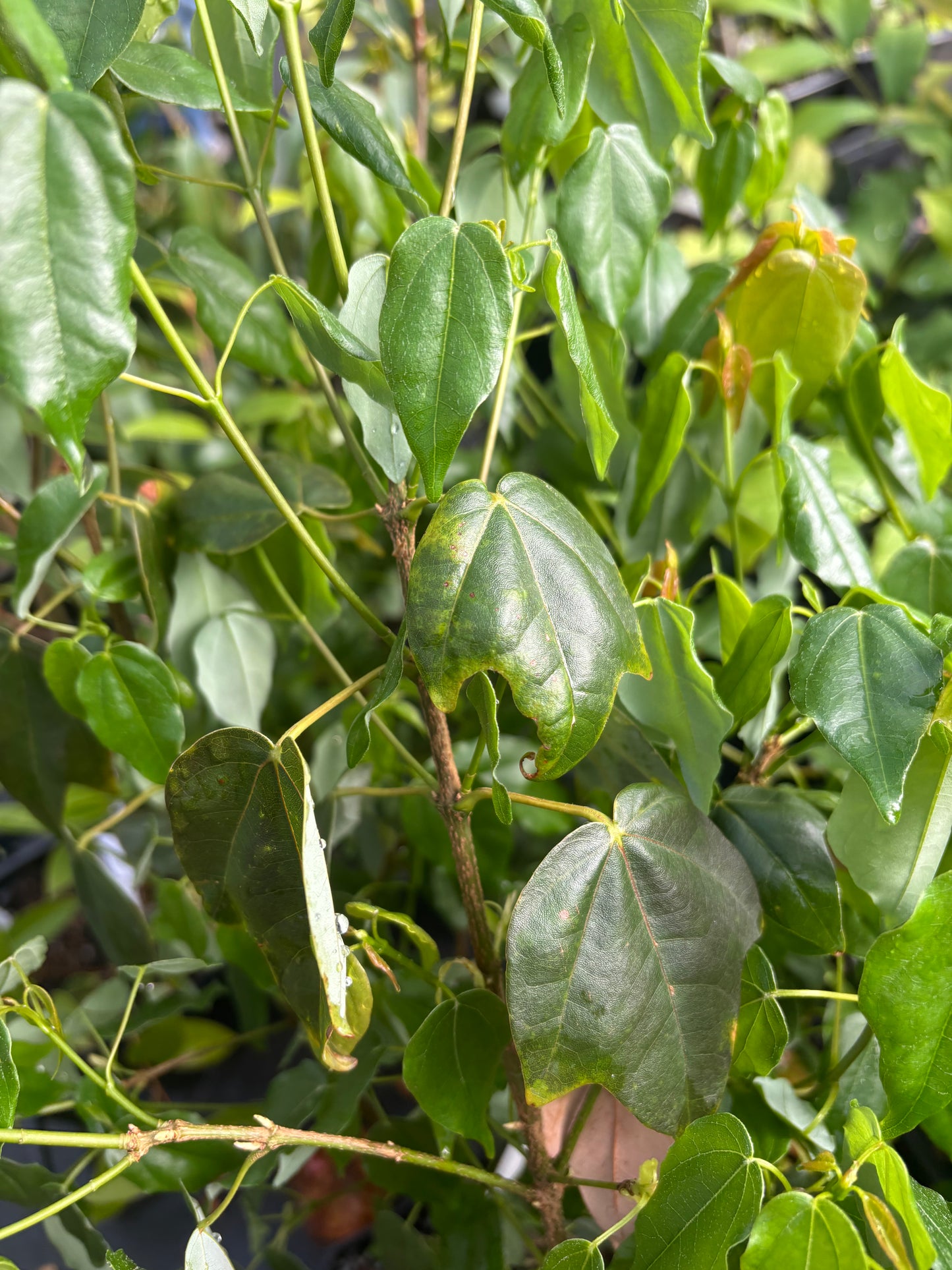 Acer oblongum var. Itoanum