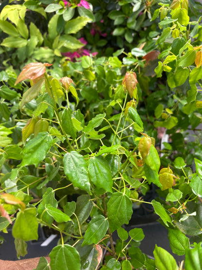 Acer oblongum var. Itoanum