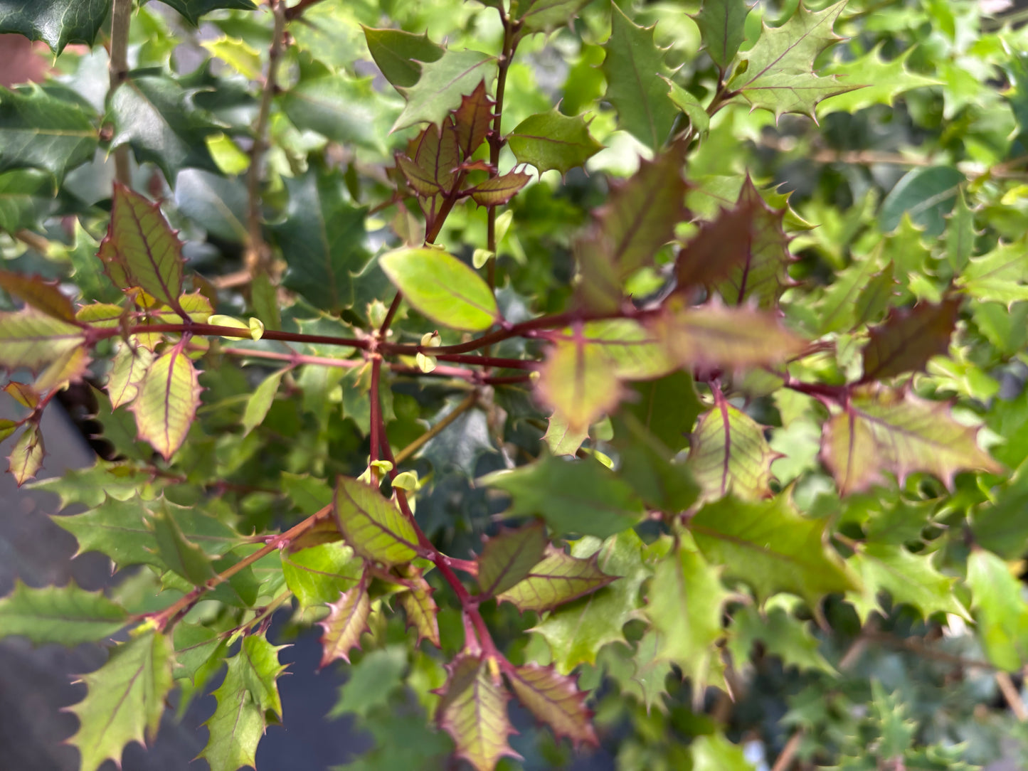 Osmanthus heterophyllus 'Purpureus'