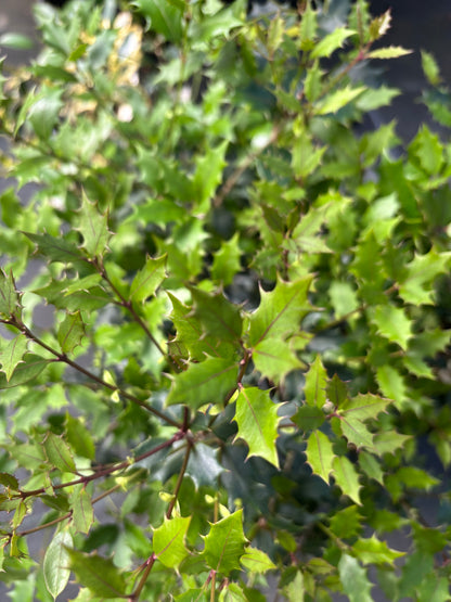 Osmanthus heterophyllus 'Purpureus'