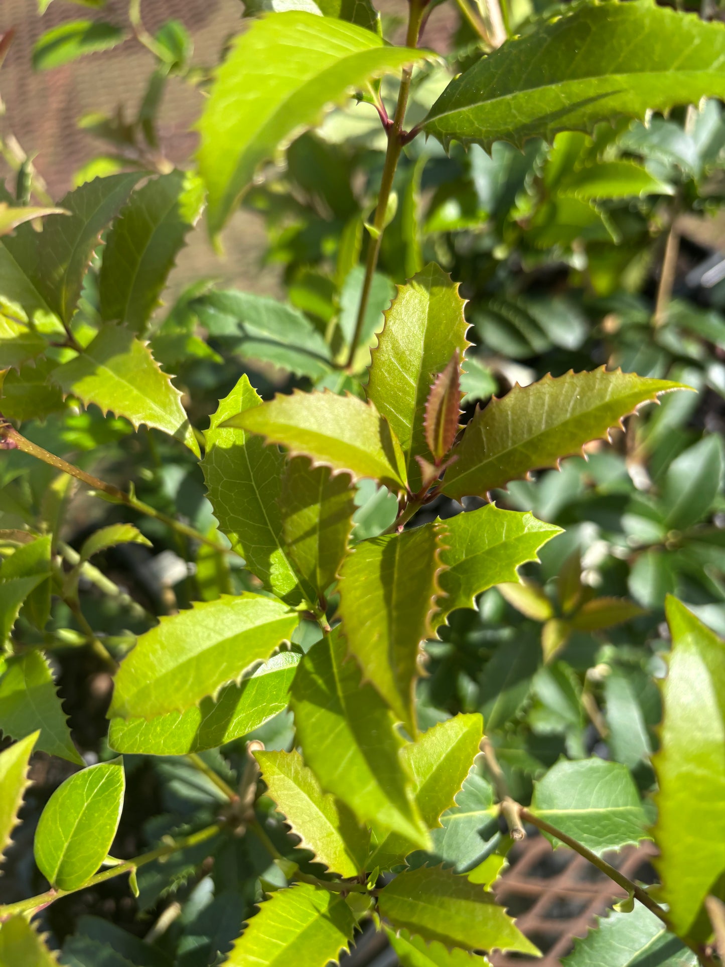 Osmanthus x fortunei Fruitlandii