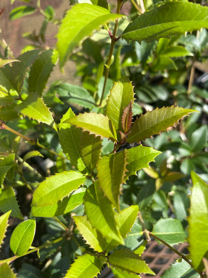 Osmanthus x fortunei Fruitlandii