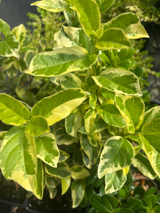 Viburnum tinus 'Variegatum'